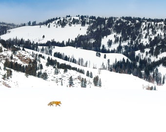 Red Fox crossing snowfield, Yellowstone