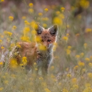 Red Fox kit in yellow flowers