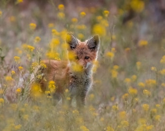 Red Fox kit in yellow flowers