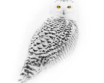 Snowy Owl art print