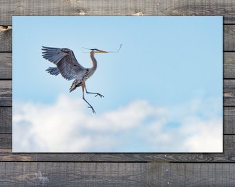 Sky Dancer - Great Blue Heron Print  Aluminum, Metal or Canvas