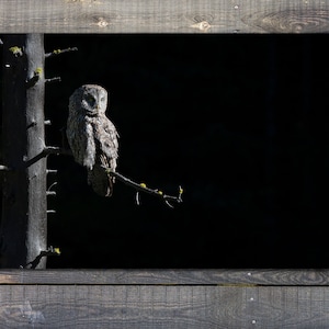 Great Gray Owl print Yellowstone Great Gray Owl Print by Greg Albrechtsen Bird for Thought image 1