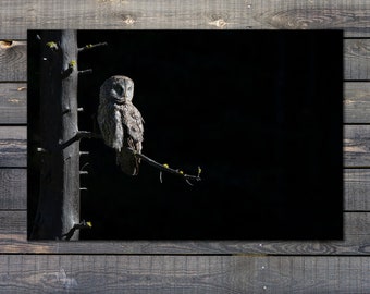 Great Gray Owl print - Yellowstone Great Gray Owl Print  by Greg Albrechtsen Bird for Thought