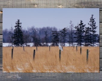 Snowy Owl art print in twilight