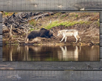 Impression artistique du grizzli et du loup de Yellowstone