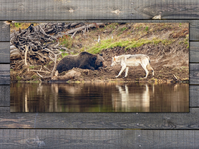 Friend or Foe Yellowstone Grizzly Bear and Wolf Print by Greg Albrechtsen Bird for Thought image 1