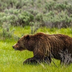 Grizzly Bear 399 on the move, Grand Teton