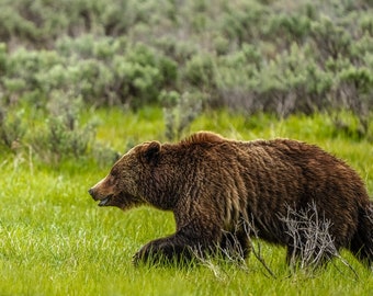 Grizzly Bear 399 (1), Grand Teton