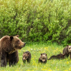 Grizzly Bear 399 with the quad cubs, Grand Teton