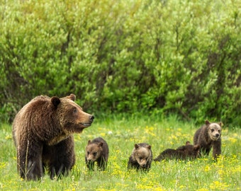 Grizzly Bear 399 with cubs, Grand Teton