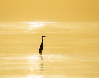 Sunrise with a Great Blue Heron