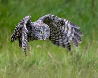 Great Gray Owl in flight Yellowstone