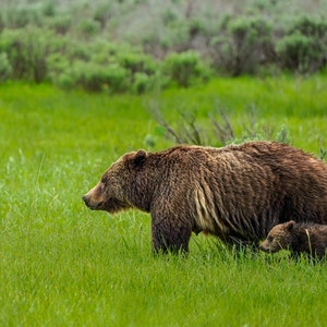 Grizzly Bear 399 with cub, Grand Teton