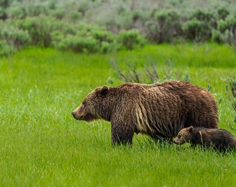 Grizzly Bear 399 with cub, Grand Teton