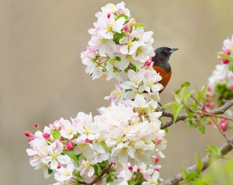 Orchard Oriole in flowering crab apple tree (2)