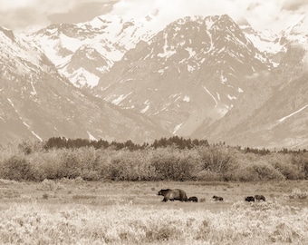 Impression de famille grizzly 399 - Photographie animalière de Grand Teton, art mural du parc national