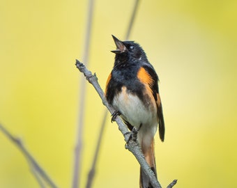 Warbler American Redstart bird