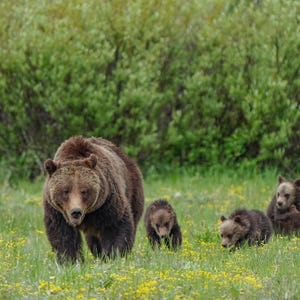 Grizzly Bear 399 with all 4, Grand Teton