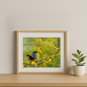 Peut inclure: Photographie encadr&eacute;e d'un petit oiseau au plumage gris et orange perch&eacute; sur une branche avec des fleurs jaunes. L'oiseau est orient&eacute; vers la gauche, ses plumes de queue l&eacute;g&egrave;rement d&eacute;ploy&eacute;es. L'arri&egrave;re-plan est un flou doux de vert et de jaune.