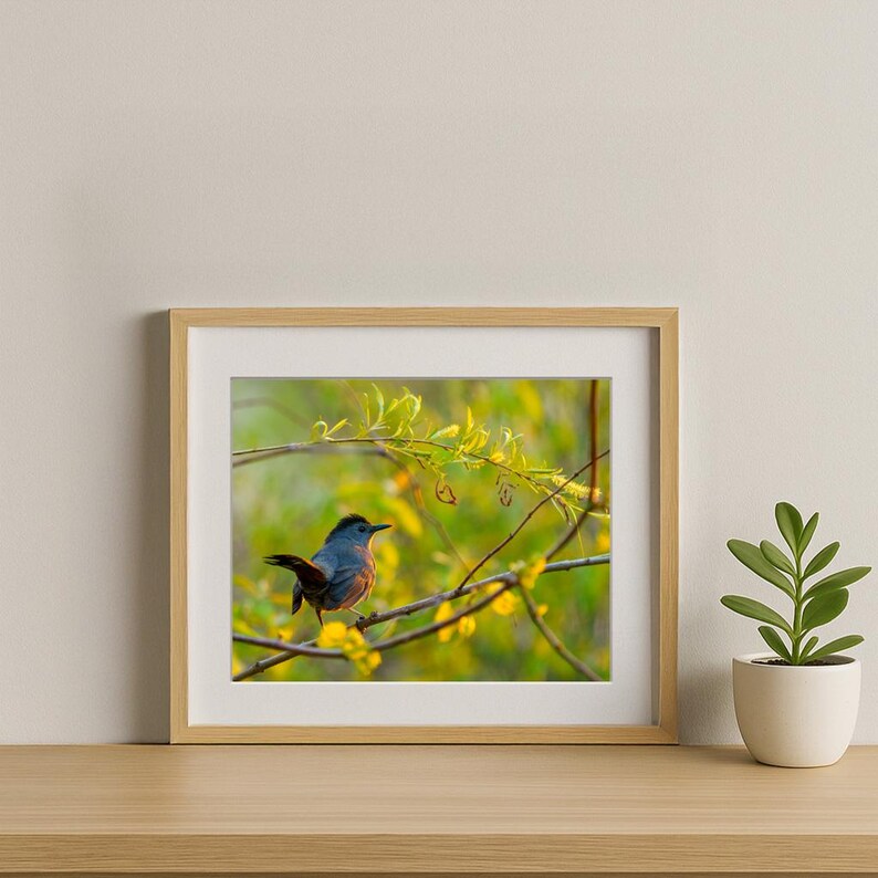 Peut inclure: Photographie encadr&eacute;e d'un petit oiseau au plumage gris et orange perch&eacute; sur une branche avec des fleurs jaunes. L'oiseau est orient&eacute; vers la gauche, ses plumes de queue l&eacute;g&egrave;rement d&eacute;ploy&eacute;es. L'arri&egrave;re-plan est un flou doux de vert et de jaune.