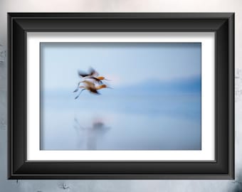 Avocettes d'Amérique en vol