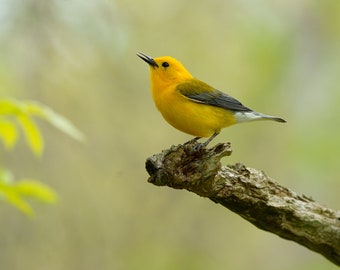 Prothonotary Warbler bird