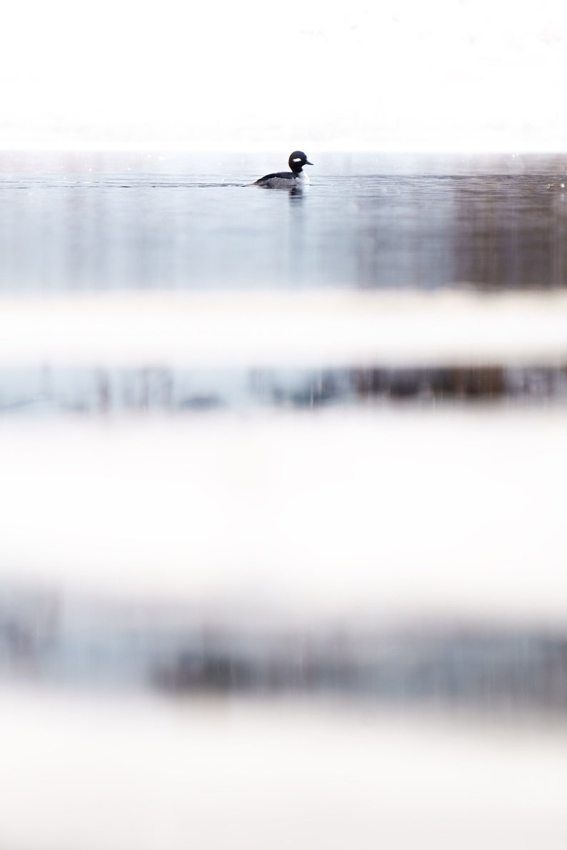 Bufflehead Duck on snow covered river image 1