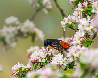 Orchard Oriole in flowering crab apple tree (1)