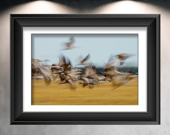 Sandhill Cranes Organized Chaos- Limited Edition Signature Series