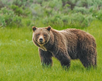 Grizzly Bear 399 (2), Grand Teton