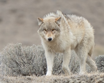 Wolves of Yellowstone, Wapiti Wolf, photograph by Greg Albrechsten