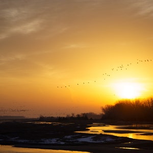 Sandhill Crane Sunset over Platte River H image 1