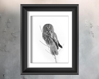 Great Gray Owl Print | Watchful Gaze | Signature Series print