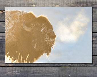 A Bison Bellows - Yellowstone Bison Print