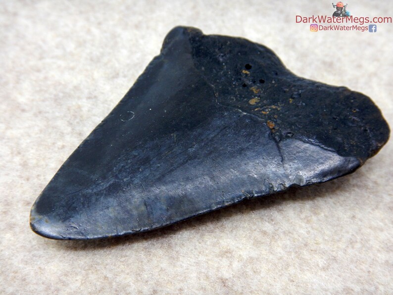 Real Megalodon Shark Tooth Fossil Diver Direct Fossilized Etsy