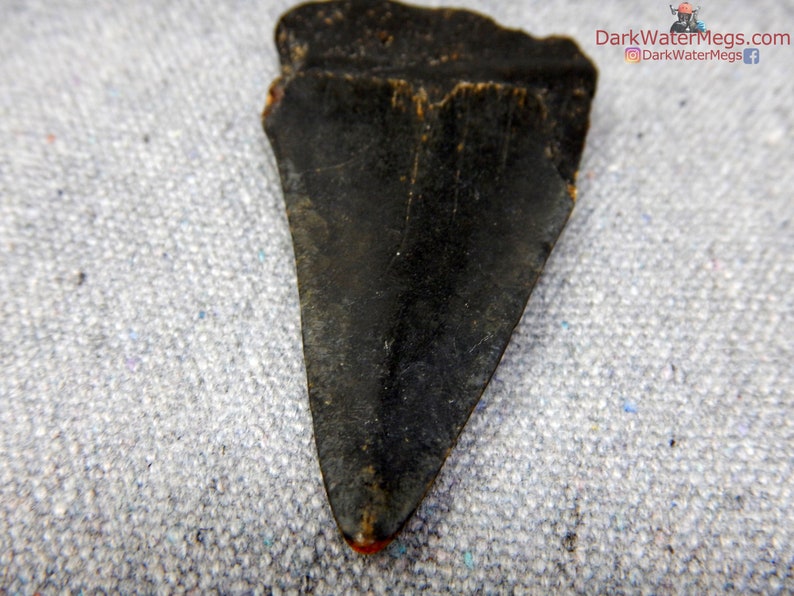 Real Mako Shark Fossil Diver Direct Fossilized Mako Tooth Etsy