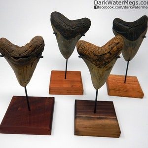 Extra Large Megalodon Shark Tooth Stand - Shark Teeth Stand Custom Metal Bracket on a Wood Base to Display Your Large Fossil Real Megalodon
