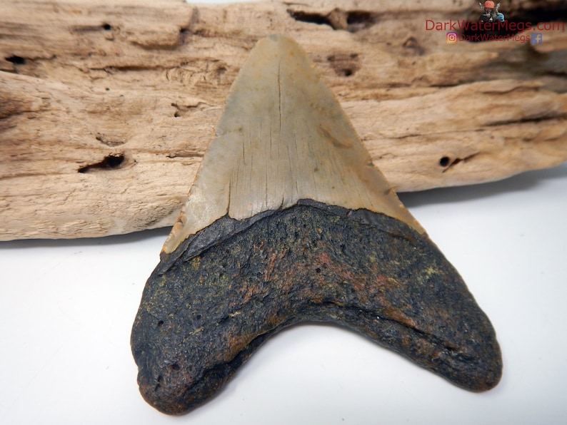 Real Megalodon Shark Tooth Fossil Diver Direct Fossilized Etsy