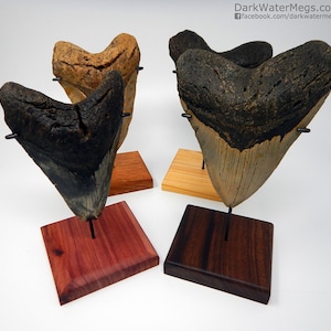 Large Megalodon Shark Tooth Stand - Shark Teeth Stand Custom Metal Bracket on a Wood Base to Display Your Large Fossil Real Megalodon Tooth