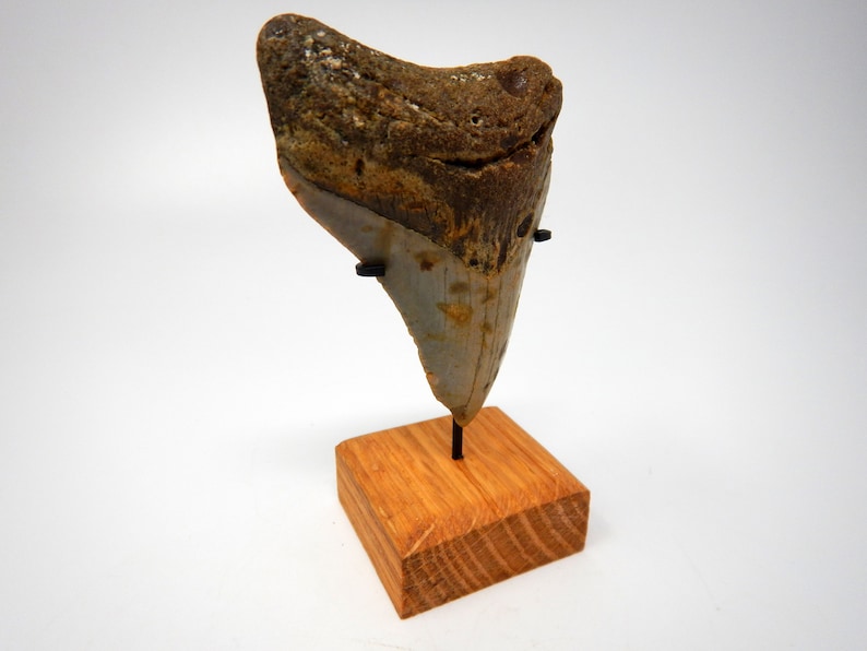 Real Megalodon Shark Tooth Fossil With Stand Diver Direct Etsy