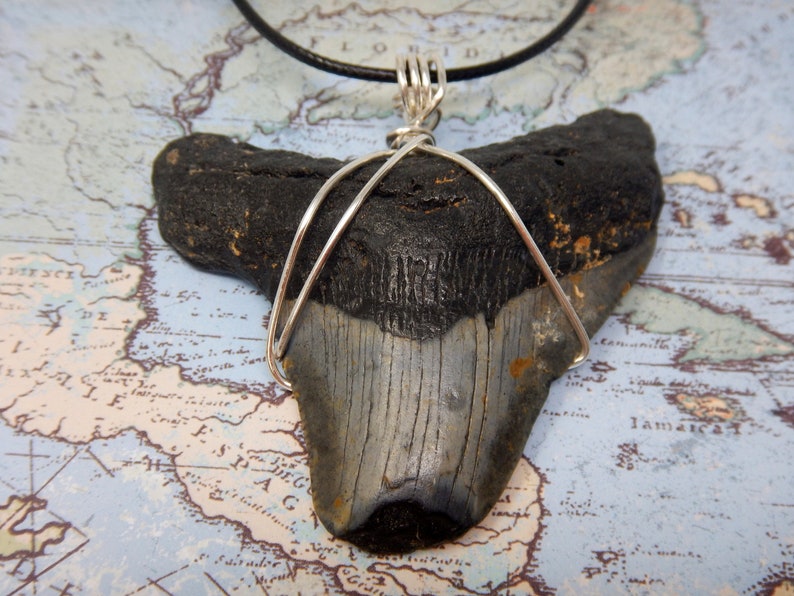 Real Megalodon Shark Tooth Fossil Neclace Diver Direct Etsy