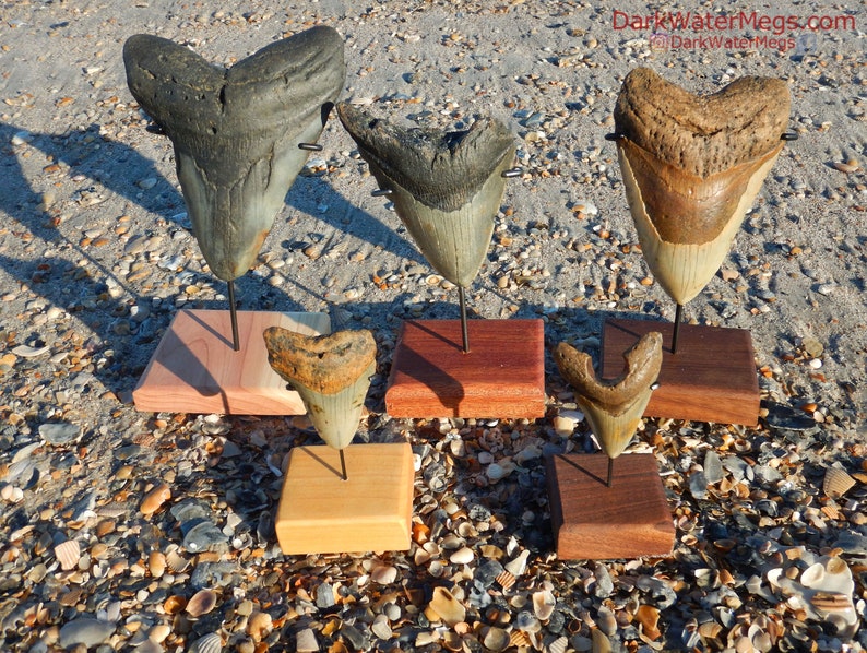 Display Stands for Megalodon Teeth Steel and Natural Wood Etsy