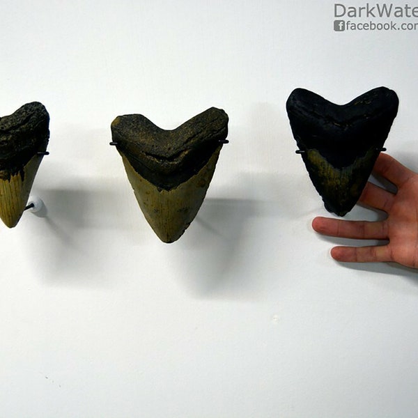 Megalodon Tooth Display Stand Etsy