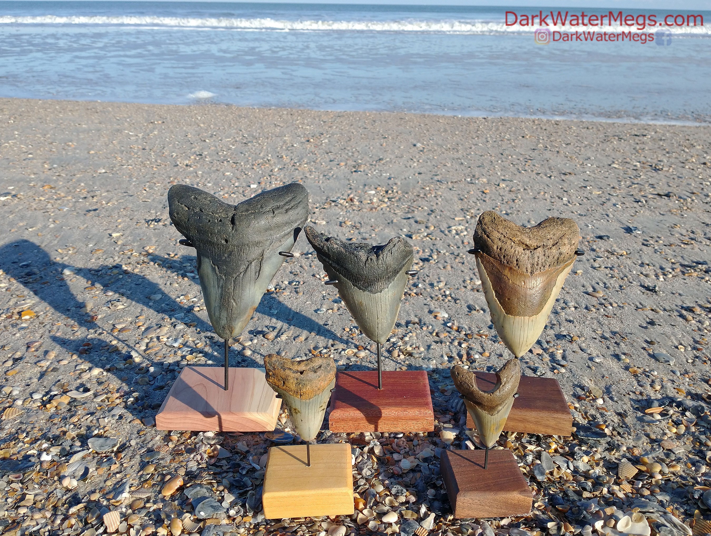 Display Stands for Megalodon Teeth Steel and Natural Wood Etsy