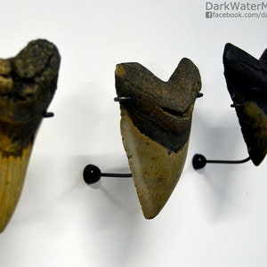 May include: Three fossilized shark teeth mounted on black metal stands against a white background. The teeth are different sizes and shapes, with one being a large, triangular tooth with a pointed tip.