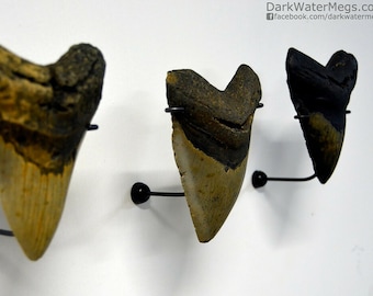 Wall mount kit for megalodon teeth - display stand for use on wall to show your real megalodon fossil tooth for display