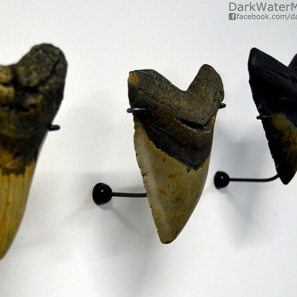 Wall mount kit for megalodon teeth - display stand for use on wall to show your real megalodon fossil tooth for display