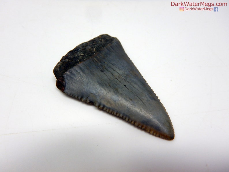 Real Great White Shark Fossil Diver Direct Fossilized Etsy