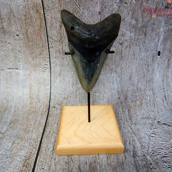 Megalodon Tooth Display Stand Etsy