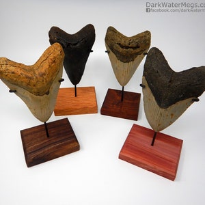 Medium Megalodon Shark Tooth Stand - Shark Teeth Stand Custom Metal Bracket on a Wood Base to Display Your Fossil Real Megalodon Shark Tooth